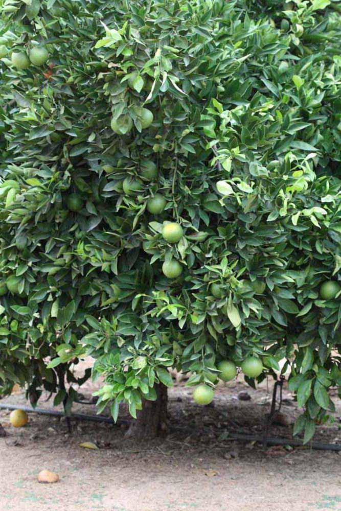            Habit (Riverside, CA)   